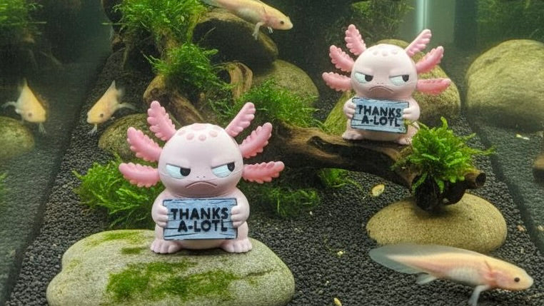 Axolotl with Attitude